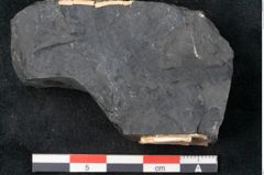 Foto (Detailansicht) von Annularia minuta Brongniart (NHMW-GEO-2024-0188-11013)
